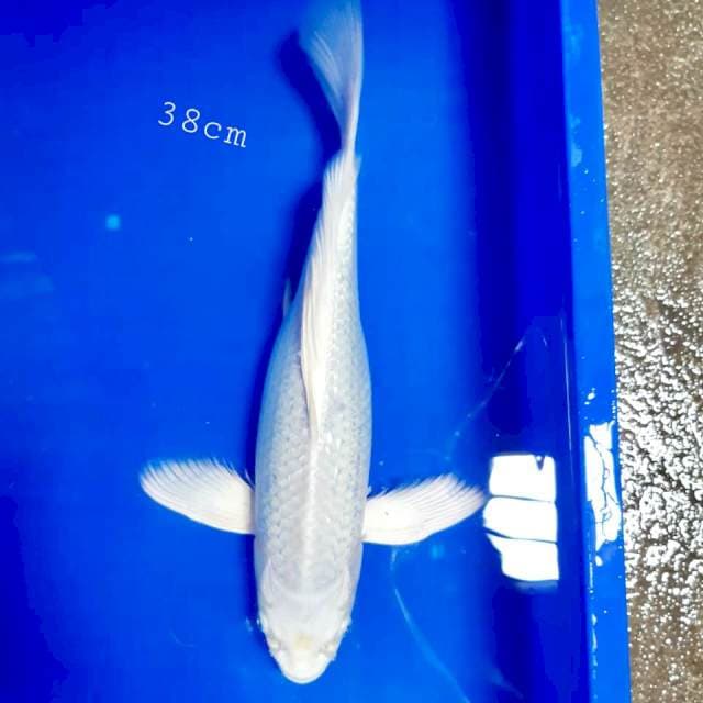 Kumpay pkatinum 38cm