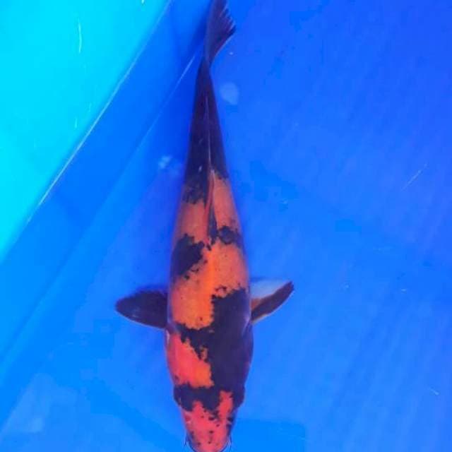 Manyu 01# Hi Utsuri 25cm