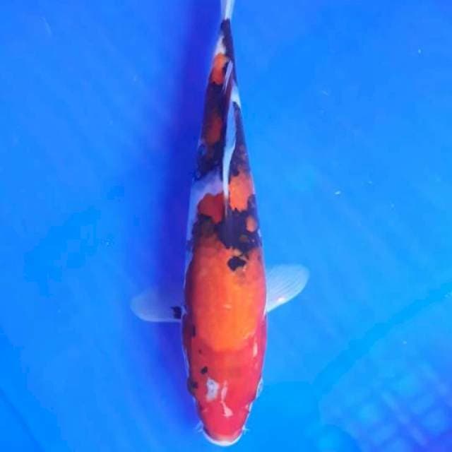 Manyu 02 #Showa 27cm