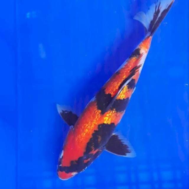 Manyu 04# Showa Ginrin 25cm
