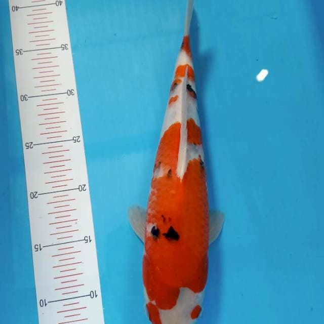 Sanke strong 35cm