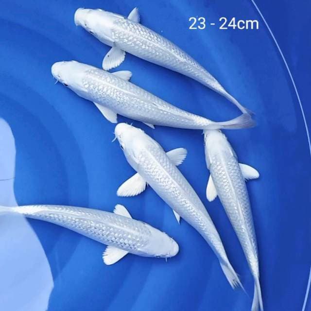 Platinum ginrin 23 24cm