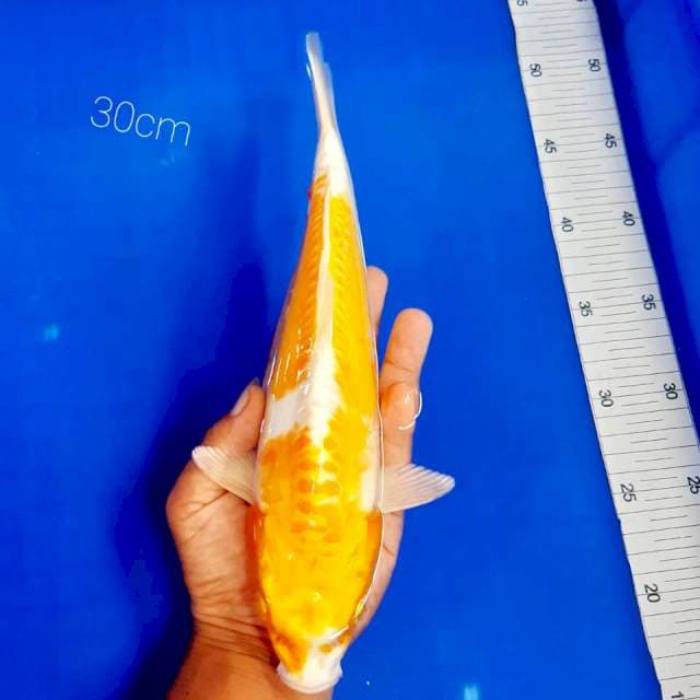 Hariwake aragoke 30 cm