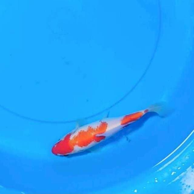 Kohaku ( 15 -20cm)