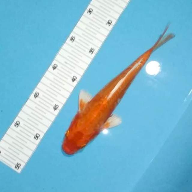 Doitsu 24cm