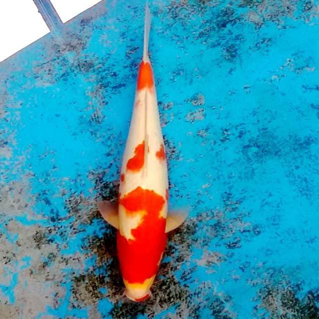 Kohaku 33cm..