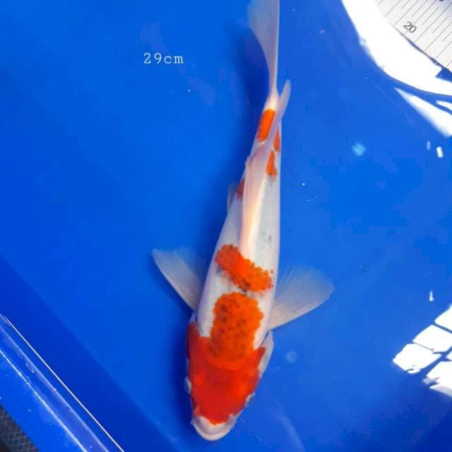 Kumpay ghosiki 29cm