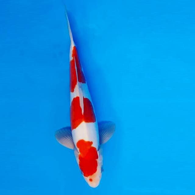 HANA 4 - Kohaku Doitsu 3 Steps ®