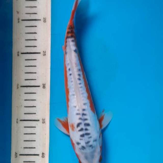 Shusui 25cm