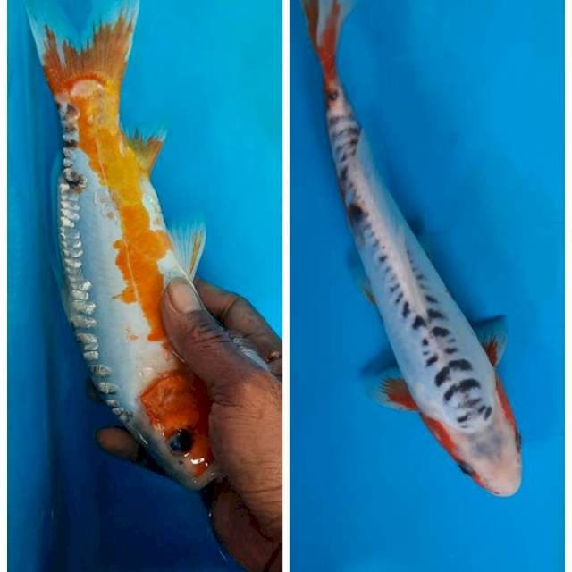 Shusui 24cm