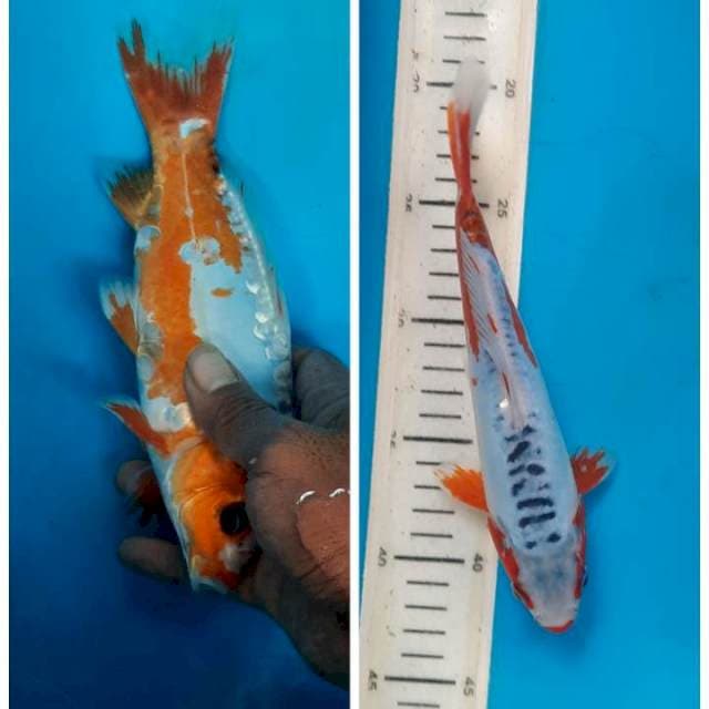 Shusui 25cm
