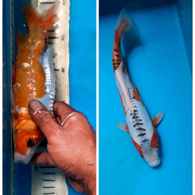 Shusui 24cm
