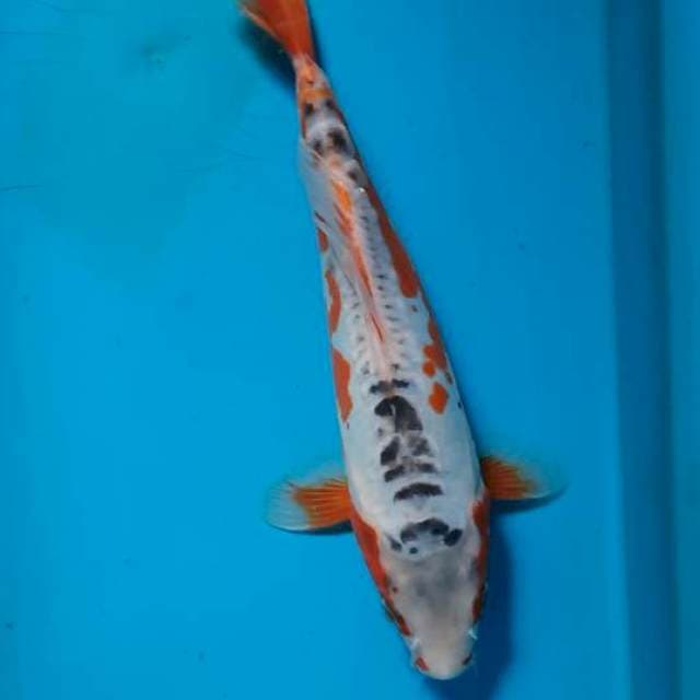 Shusui 25cm