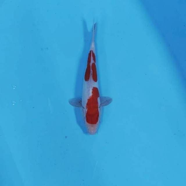 NIDAN KOHAKU