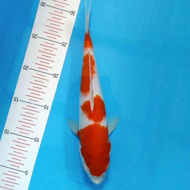 Kohaku 26cm HQ