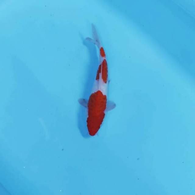 STEP 3 KOHAKU