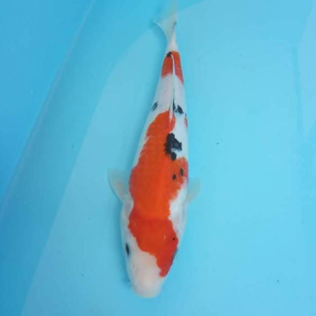 SANKE 27 CM