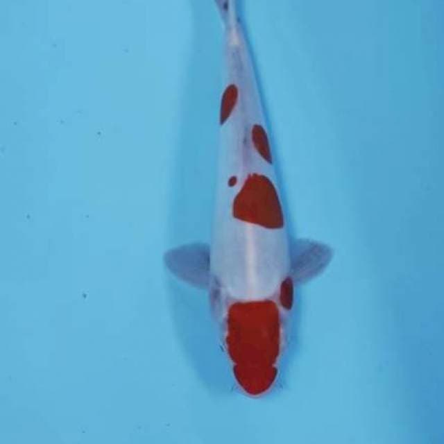 CEPLOK CEPLOK