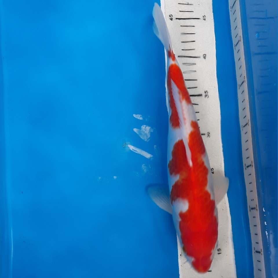 Kohaku nidan inazuma