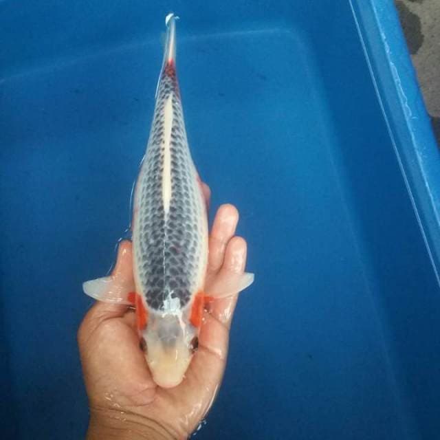 asagi 28cm