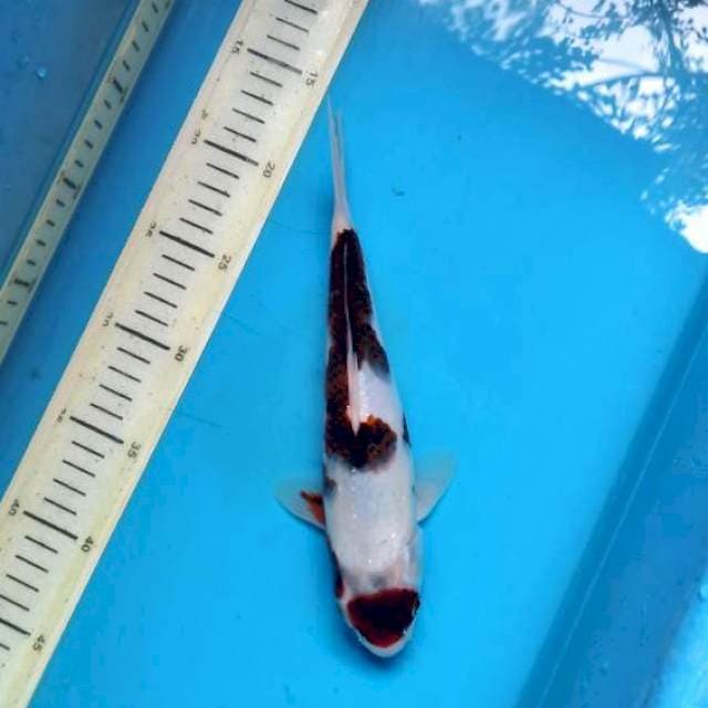 Maruten goromo 26cm
