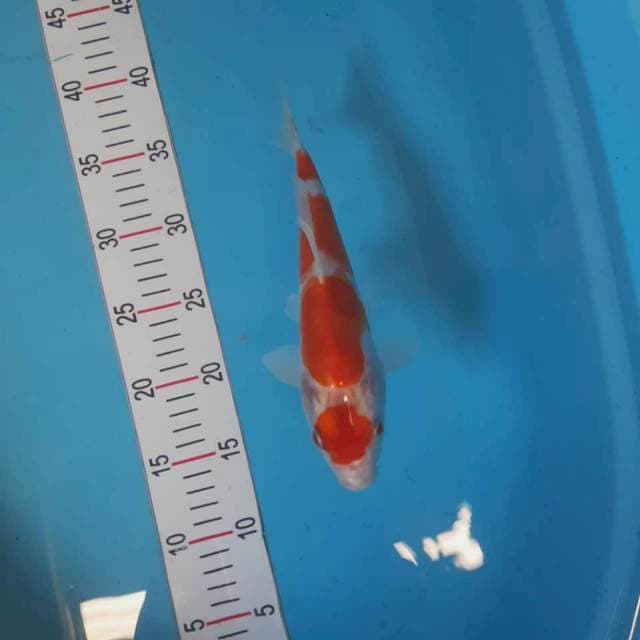Ki kushui 24cm