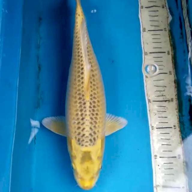 Nanasigoi 40cm