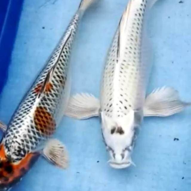 Maruten kujaku & antique kumpay