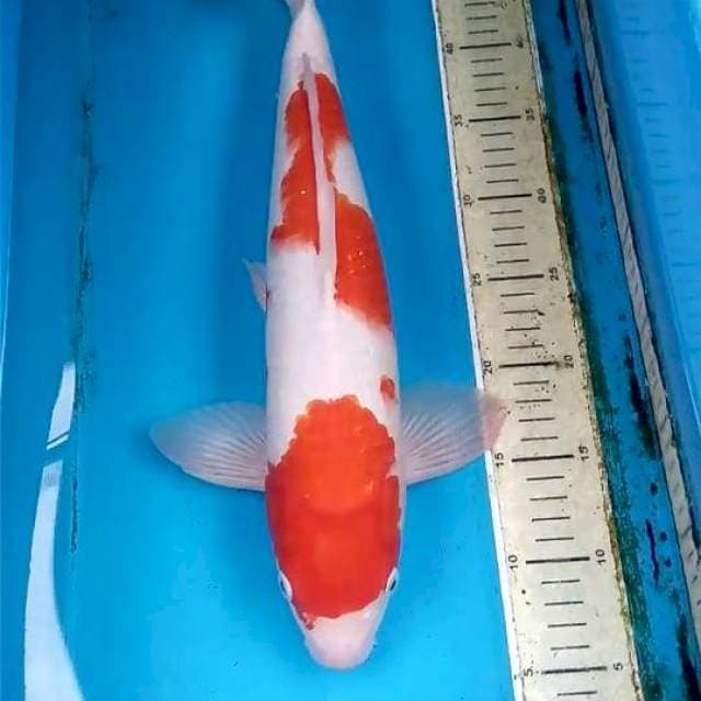 Kohaku 44cm Male