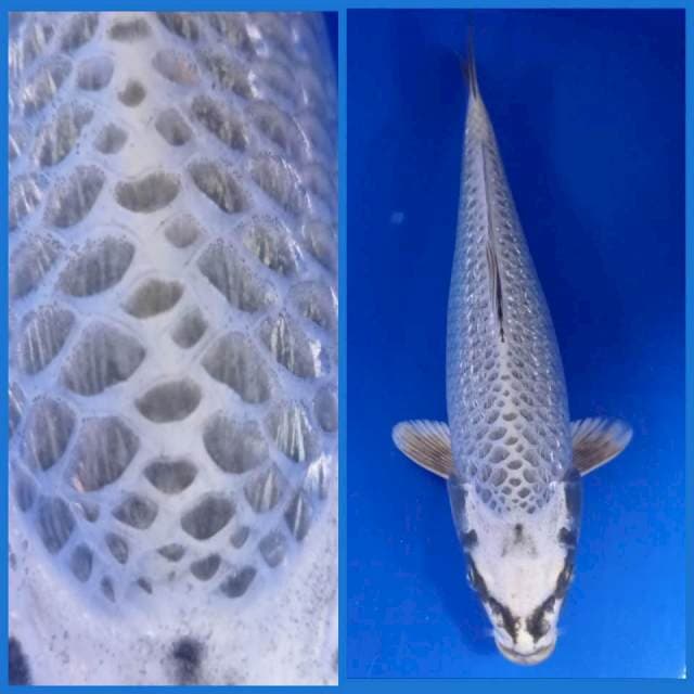 Mukasi ginrin Bulki 36cm