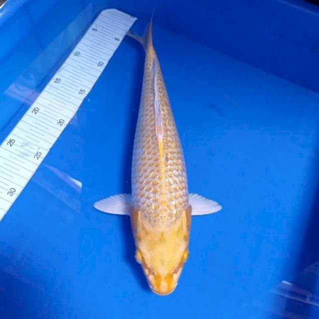Yamabuki 35cm