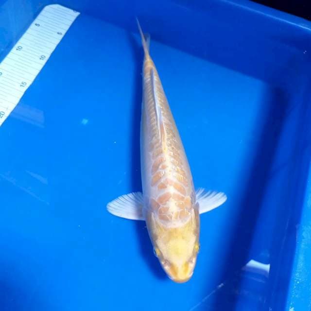 Yamabuki doit aragoke 36cm
