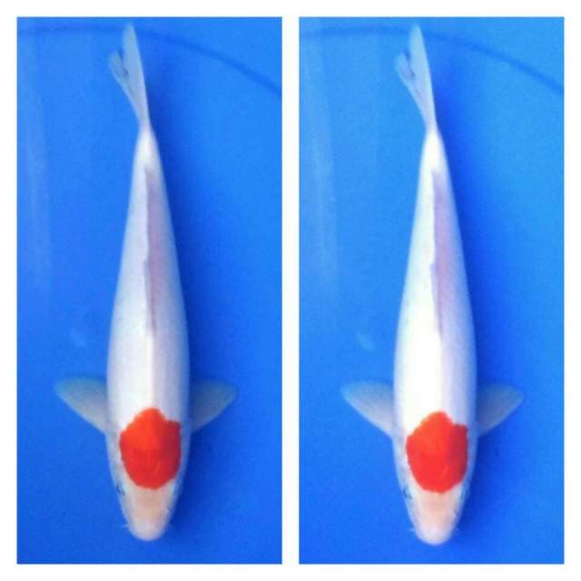 Tancho F1 original