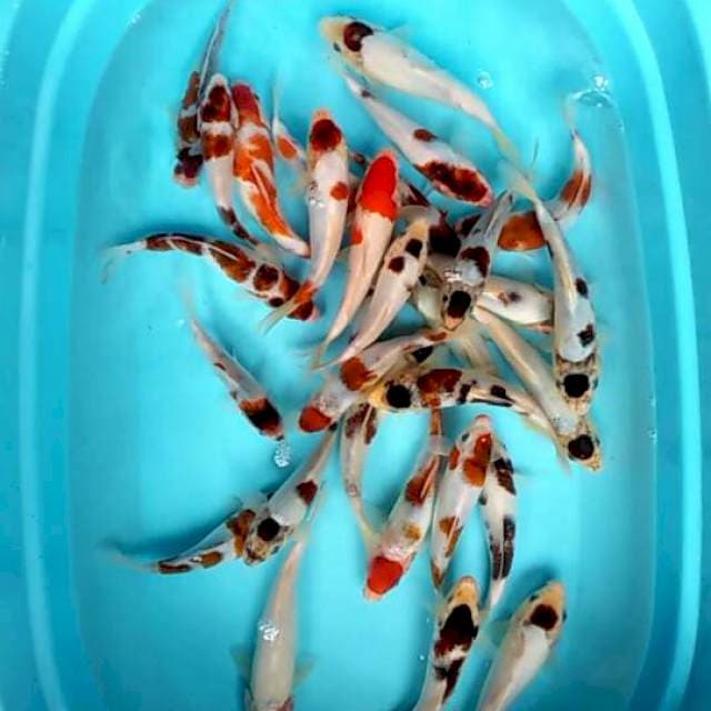 Goromo