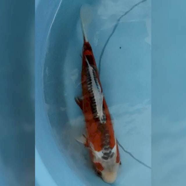 Shusui Yamaju serti