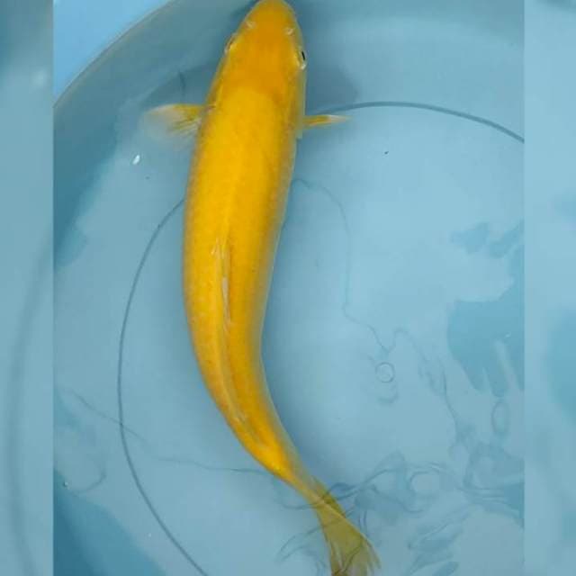 Red eye Karashi grade A calon jumbo