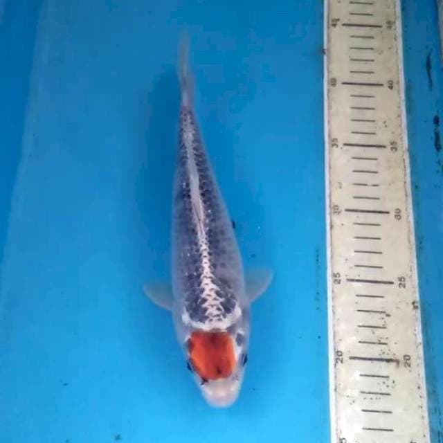 Tancho Goshiki 24cm