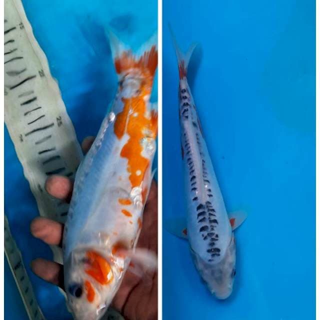 Shusui 22cm
