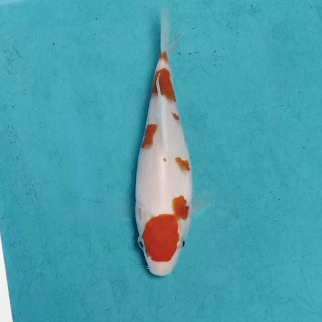 Maruthen Kohaku 13up