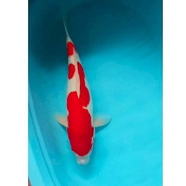 Kohaku Doit 50cm Female