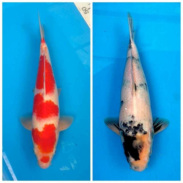 Paket shiro bloodline omosako + kohaku HQ