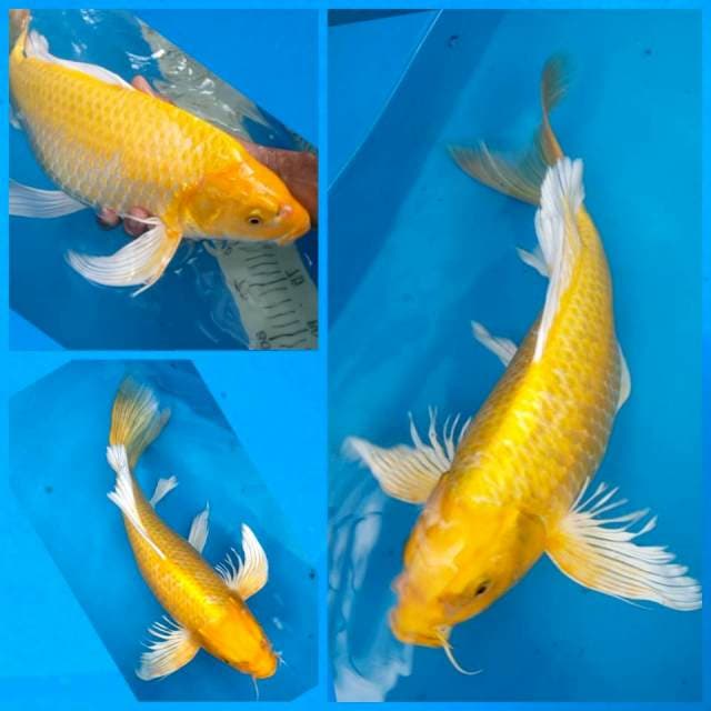Jumbo long fin