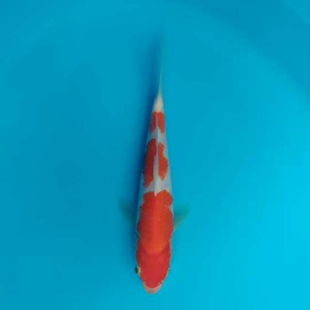 kohaku 21 cm