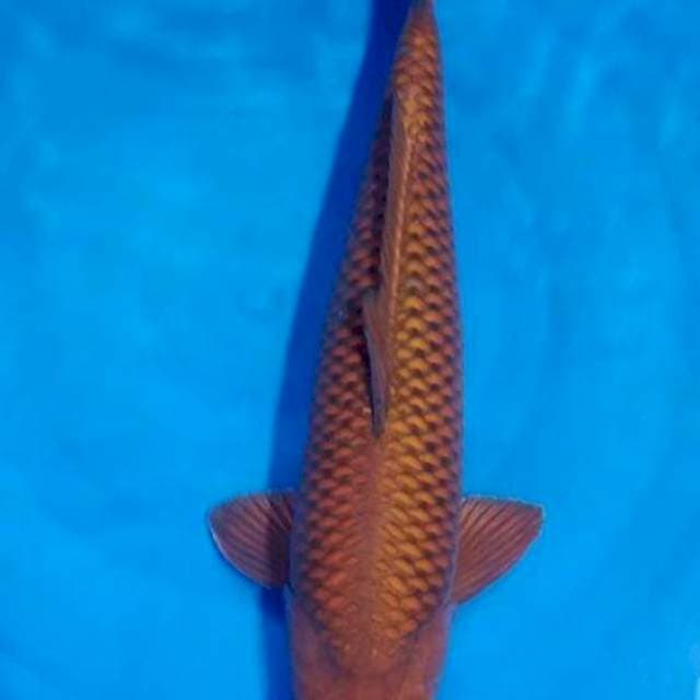 Chagoi