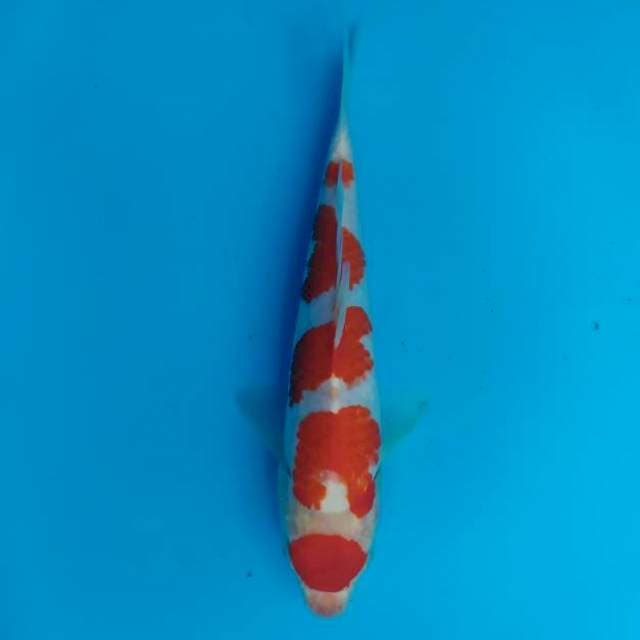 kohaku 23 cm