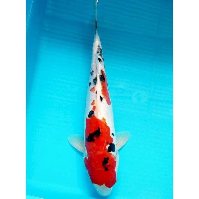 Sanke doit/33cm