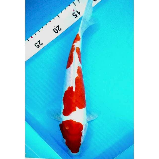 Kohaku doit/33cm