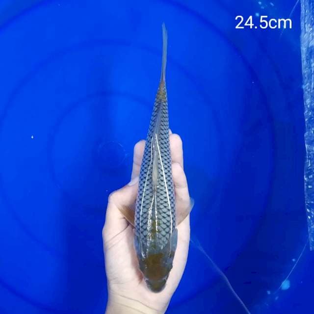 C. Ochiba Maruten || 24.5cm