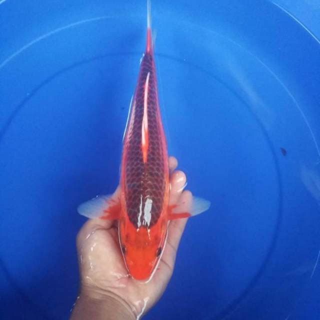 aka matsuba 30cm
