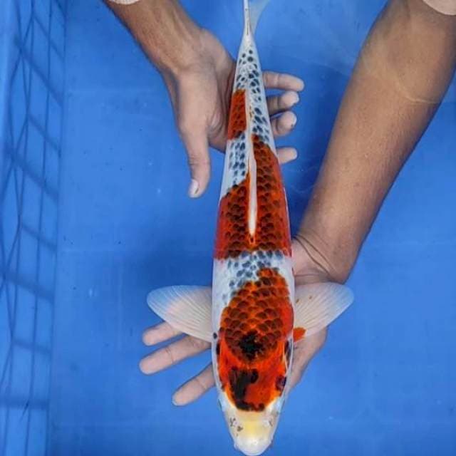 Gosiki/ kojaku 43cm